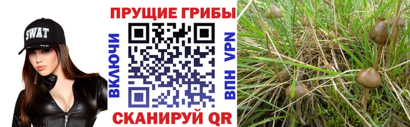 дарк нет какой сайт  наркотики  Ейск  Псилоцибиновые грибы MAGIC MUSHROOMS 